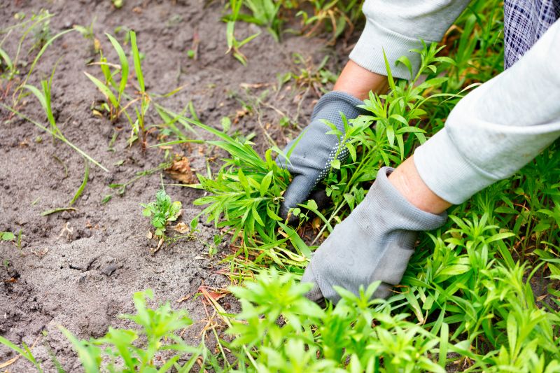 Flower Bed Weeding Service in Rockwall, TX