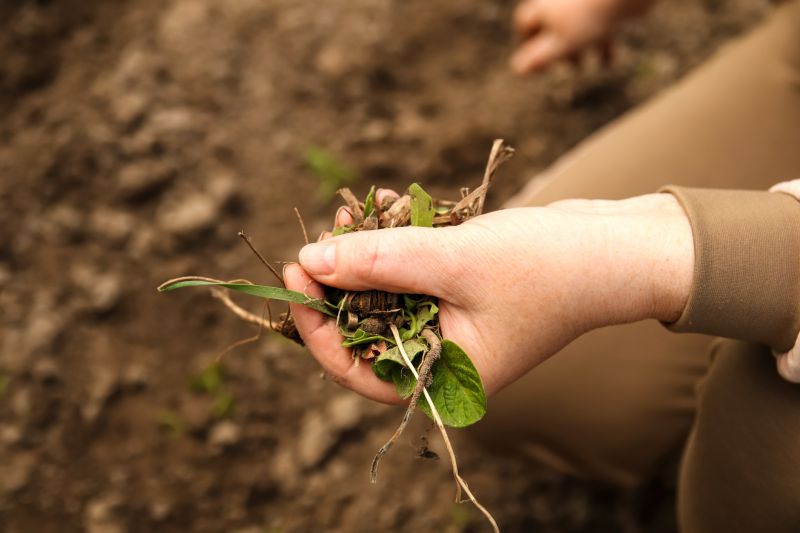 Flower Bed Weeding Service in Ventura County, CA