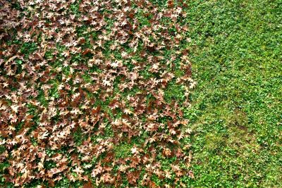 Landscaping Cleanup Service in Ventura County, CA