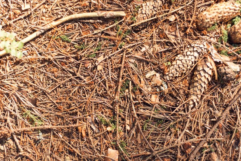 Pine Needles Removal in Ventura County, CA