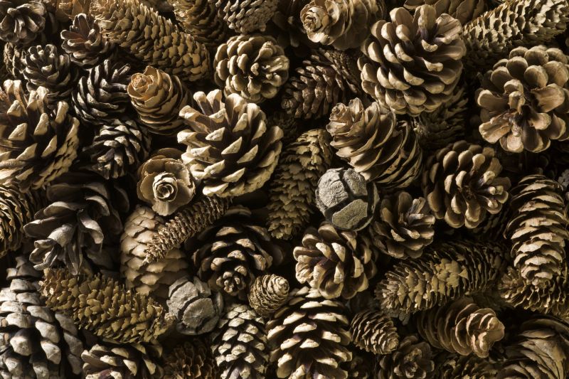 Pine Needles Removal in Ventura County, CA