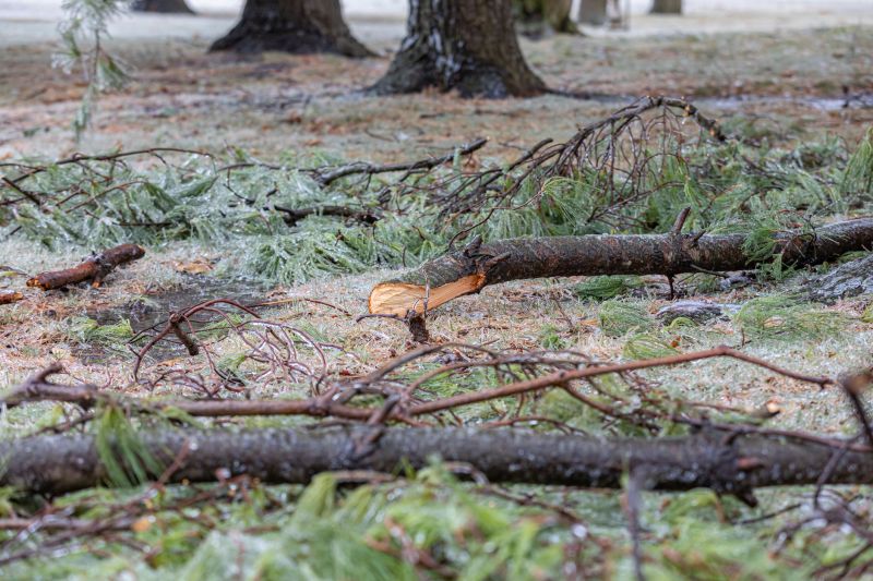 Pine Straw Raking in Ventura County, CA