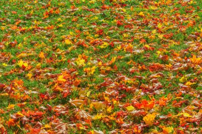 Seasonal Lawn Maintenance in Ventura County, CA