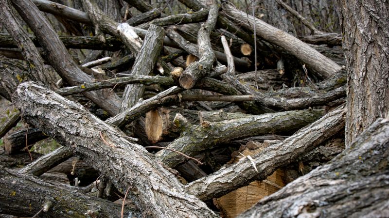 Tree Branch Disposal in Ventura County, CA