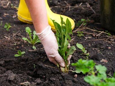 Weeding Service in Rockwall, TX