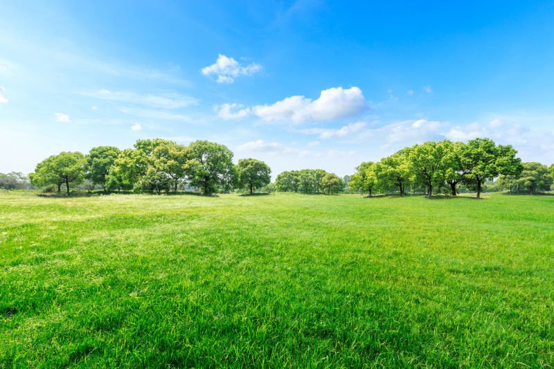 Landscaping Cleanup Service in Honolulu, HI