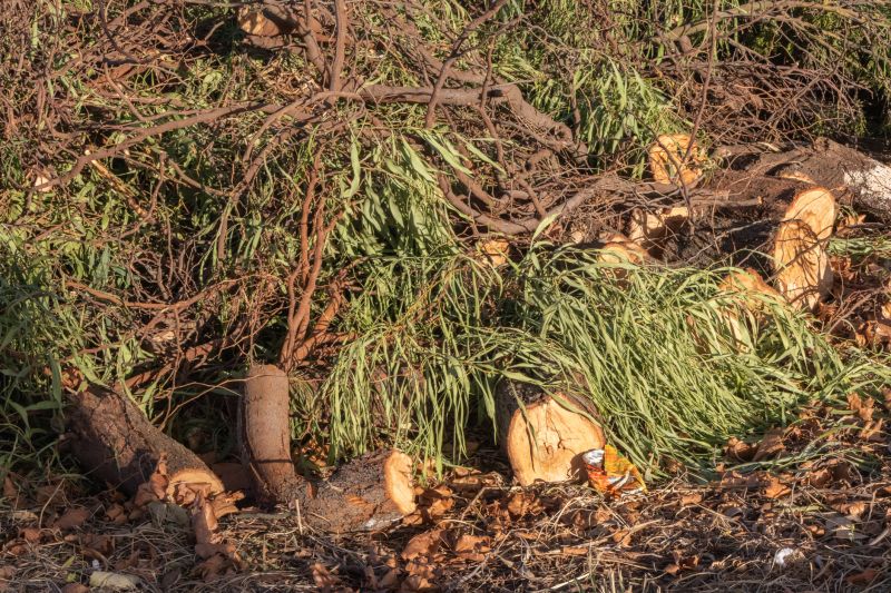 Tree Limb Cleanup in Ventura County, CA