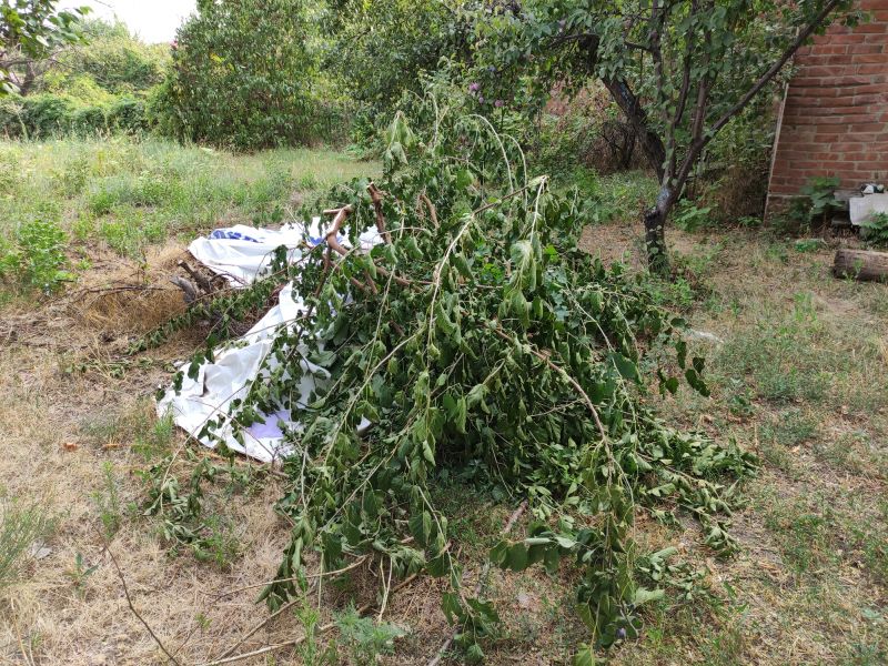 Wood Pile Removal in Ventura County, CA